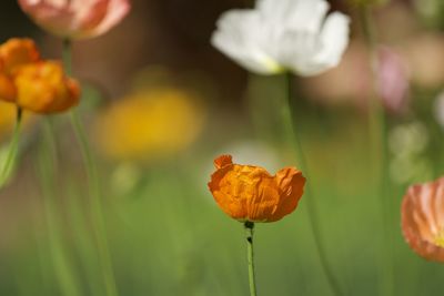 Close-up of orange poppy flower