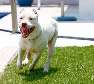 View of a dog on field