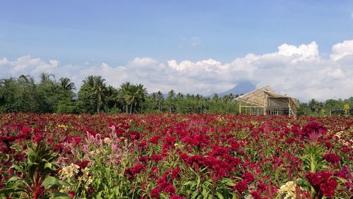 Red flowering plants on field against sky