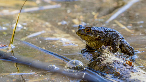 Close-up of turtle in lake