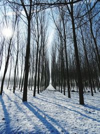 Road passing through forest