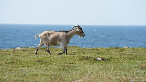 Side view of a horse on the beach