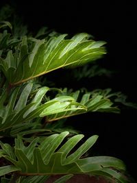 Close-up of fresh green leaves