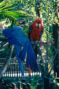 Close-up of macaw birds perching on tree