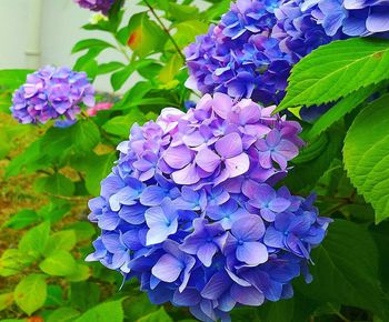 Close-up of purple hydrangea flowers