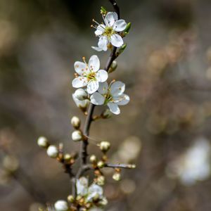 Close-up of white cherry blossom tree