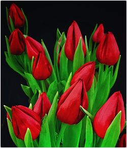 Close-up of red flowers