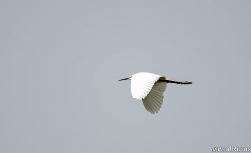 Low angle view of bird flying against clear sky