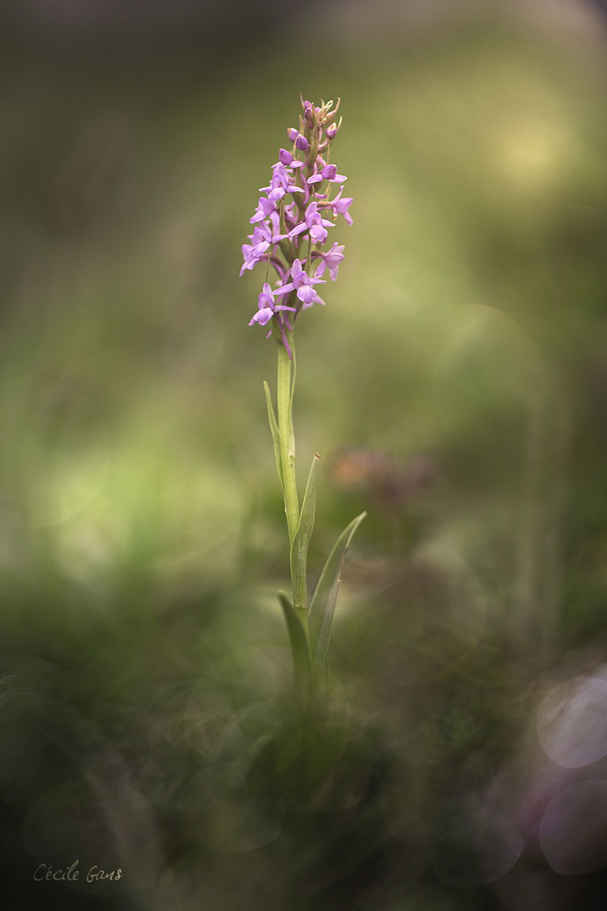 CLOSE-UP OF FLOWER GROWING OUTDOORS