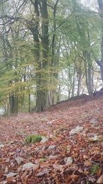 Trees in forest during autumn