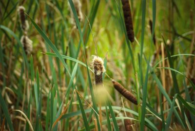 Close-up of lizard on grass