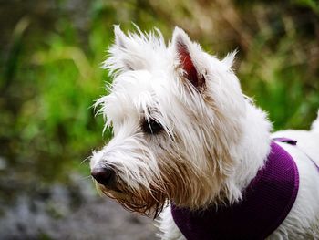 Close-up of dog sitting outdoors