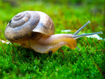 Close-up of snail on grass