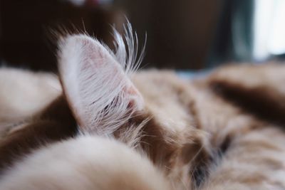 Kitten ear