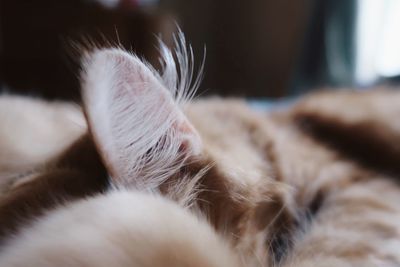 Close-up of cat sleeping