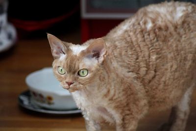 Close-up of a devon rex cat at home