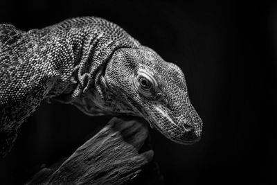 Close-up side view of baby komodo dragon over black background