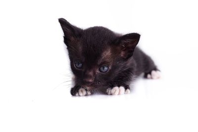 Portrait of black cat
