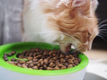 Close-up of cat on plate