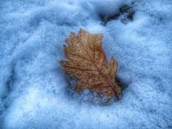 High angle view of maple leaf on snow