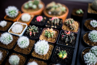 High angle view of potted plants on table