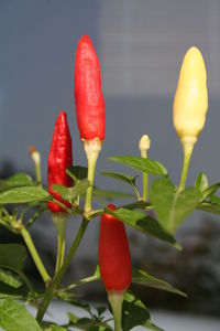 Close-up of red berries on plant