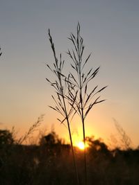 Close-up of silhouette plant against sky during sunset