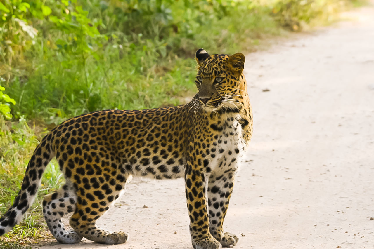 animal themes, one animal, big cat, animal, feline, animal wildlife, animals in the wild, mammal, cat, vertebrate, land, no people, day, focus on foreground, carnivora, leopard, looking away, animal markings, nature, cheetah, outdoors, whisker, undomesticated cat