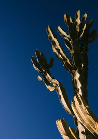 Low angle view of succulent plant against clear blue sky