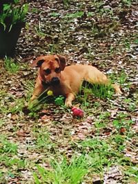 Portrait of dog on field