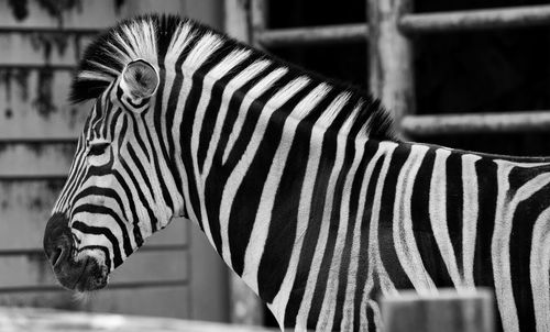 Close-up of a zebra