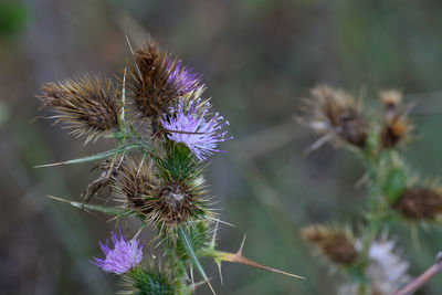 Close-up of wilted thistle