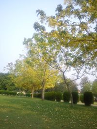 Trees growing in park