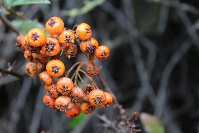 Close-up of fruits on plant