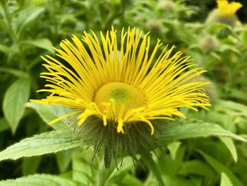 Close-up of yellow flowering plant