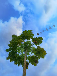 Low angle view of tree against sky