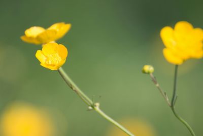 Close-up of yellow flower