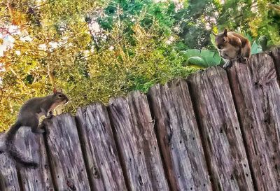 Cat sitting on wood by tree