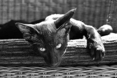 Close-up portrait of cat relaxing on sofa