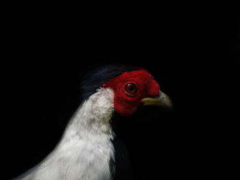 Close-up of bird against black background