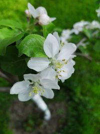 Close-up of white cherry blossoms