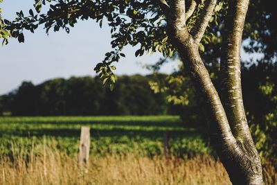 View of tree on field against sky