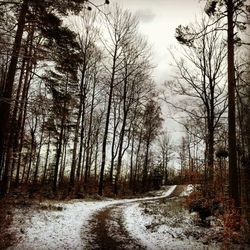 Bare trees in forest