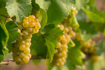 Close-up of grapes growing in vineyard