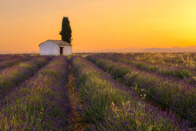 Scenic view of lavender farm against orange sky