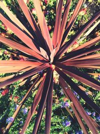 Full frame shot of plants