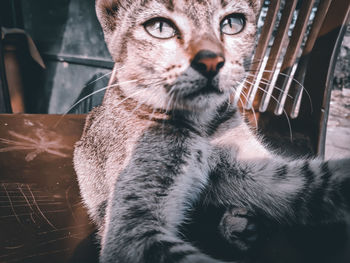 Close-up portrait of a cat looking away