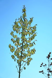 Low angle view of tree against clear blue sky