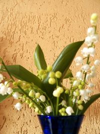 Close-up of potted plant against wall