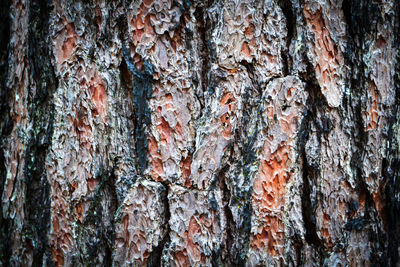 Full frame shot of tree trunk